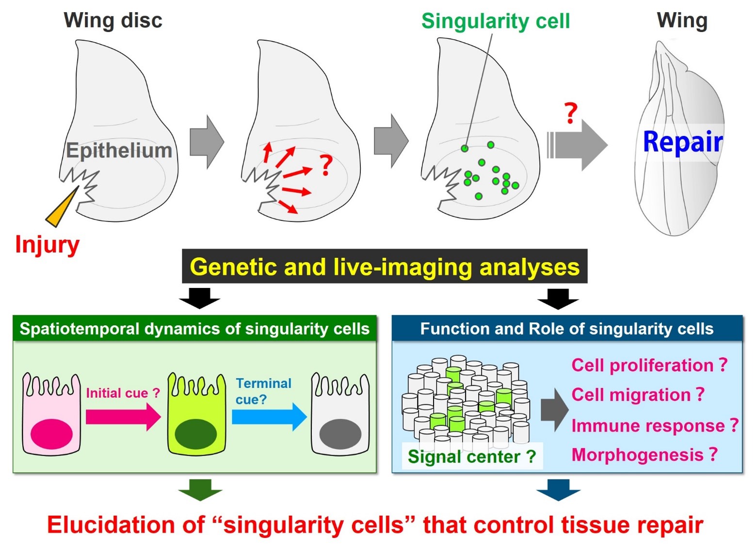 Publicly Offered Research (2021-2022) – Singularity Biology